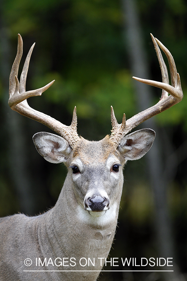 White-tailed buck in habitat.  