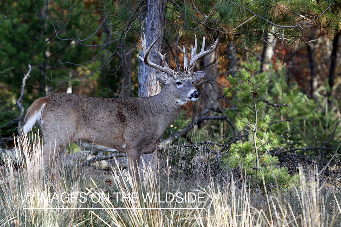 White-tailed buck in habitat. 