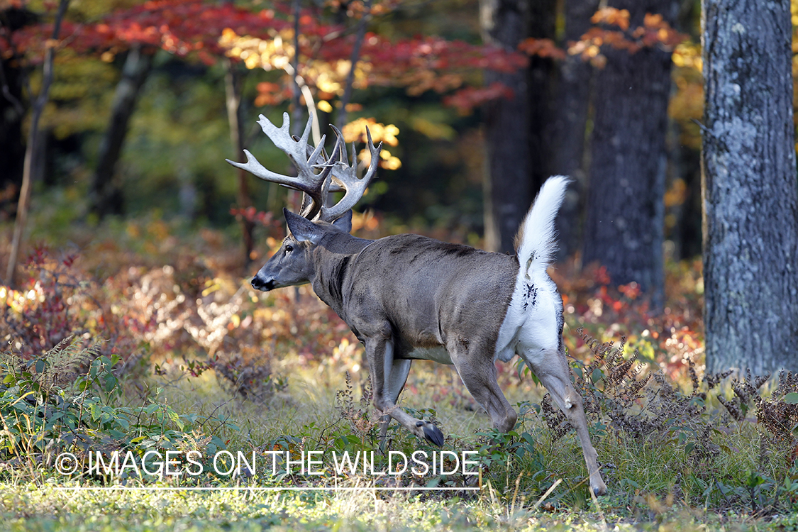 White-tailed buck flagging tail. 