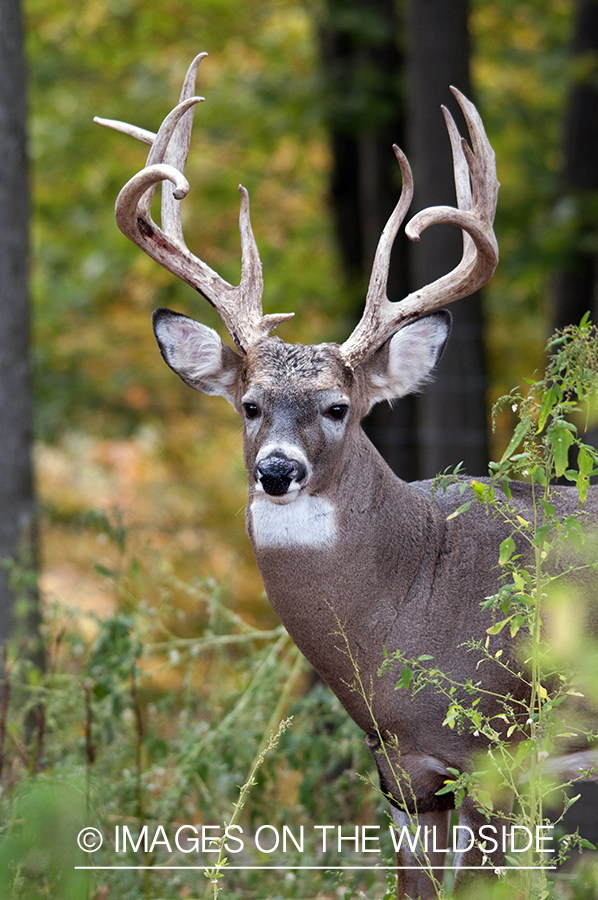 White-tailed buck in habitat. 