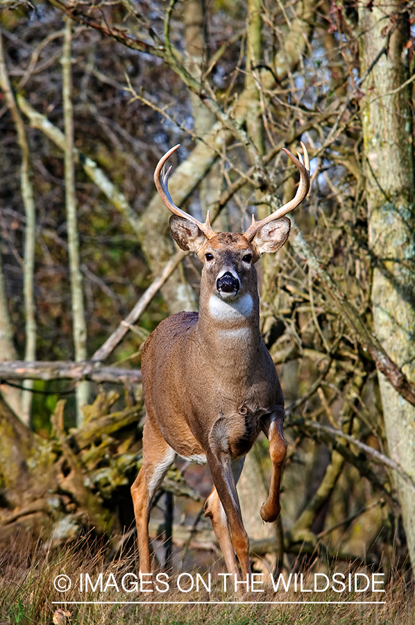 White-tailed buck in habitat. 