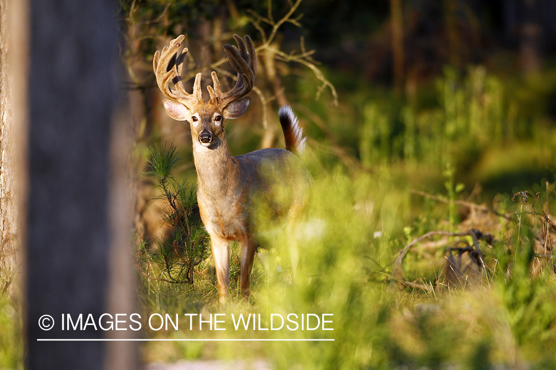 White-tailed buck in velvet.