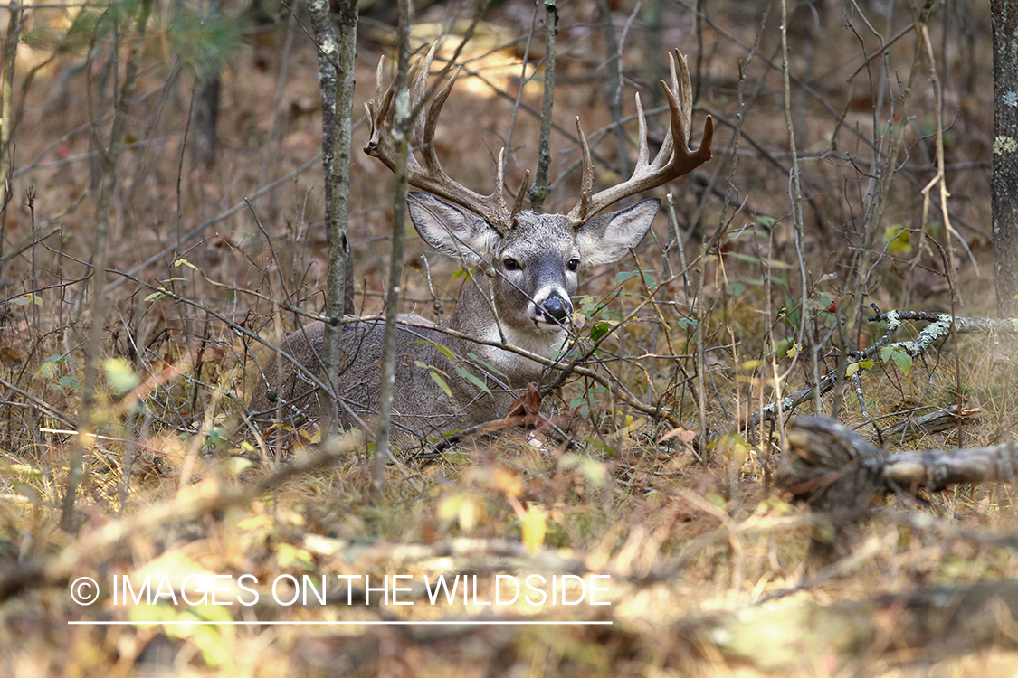 White-tailed buck laying in forest.