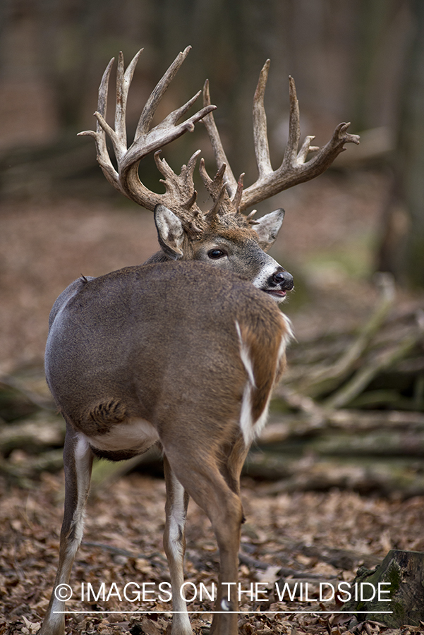 White-tailed buck in habitat.