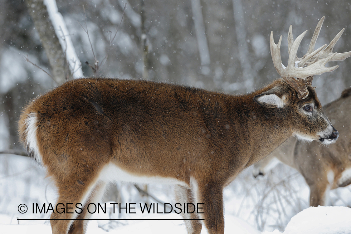 White-tailed buck displaying aggressive behavior. 