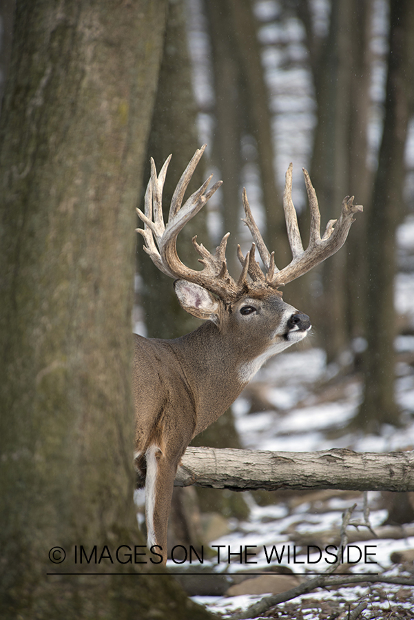 White-tailed buck in habitat.