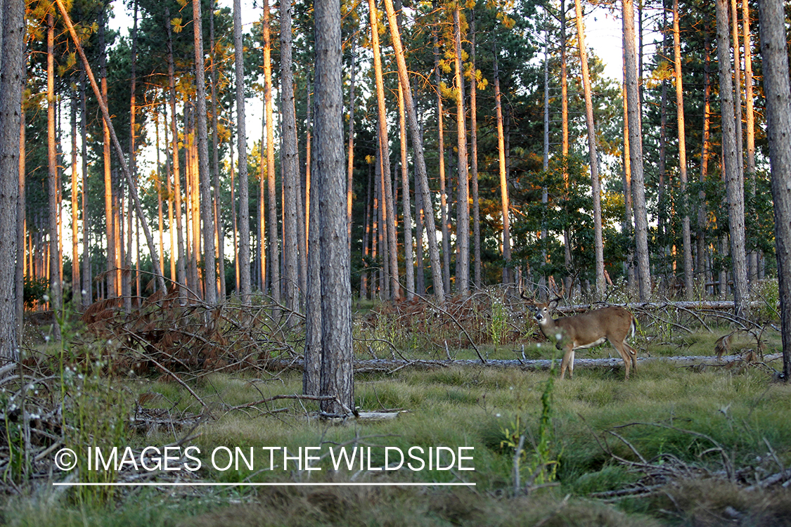 White-tailed buck in habitat.