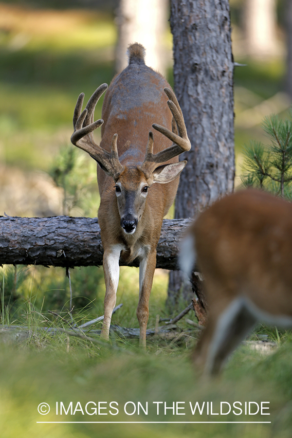 White-tailed buck in habitat.