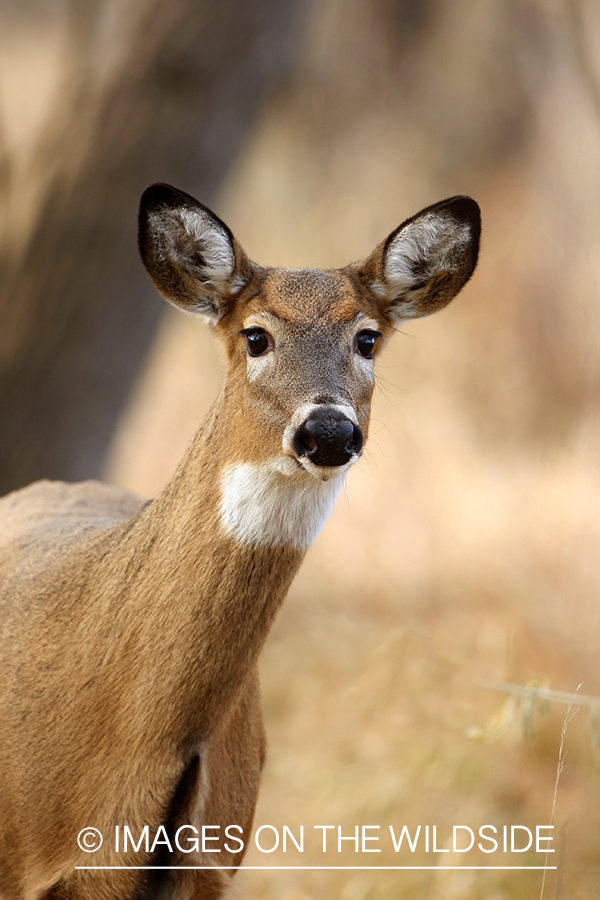 White-tailed doe in habitat.