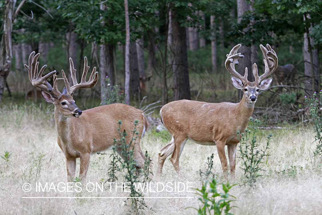 White-tailed bucks in velvet.