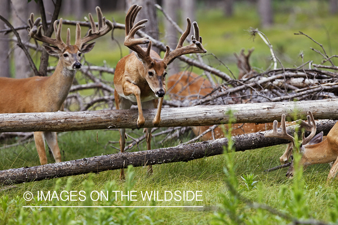 White-tailed buck in velvet jumping downed tree.