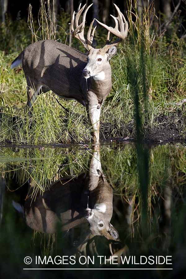 White-tailed buck with reflection.