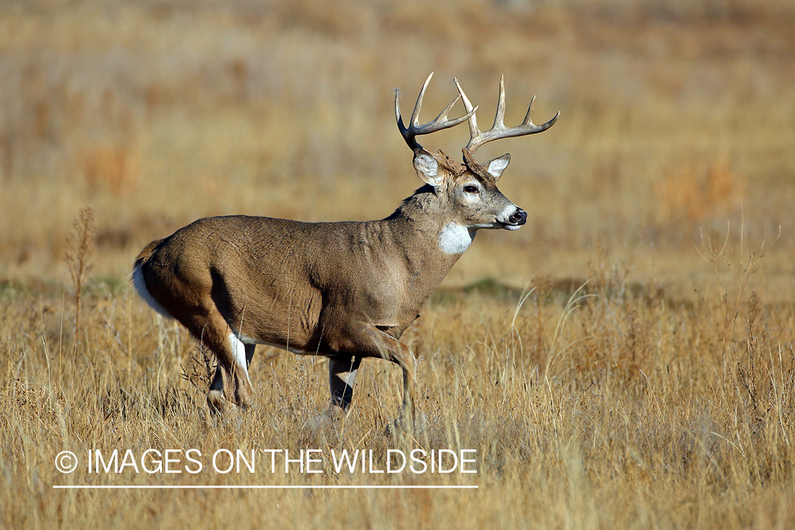 White-tailed buck fleeing in habitat.