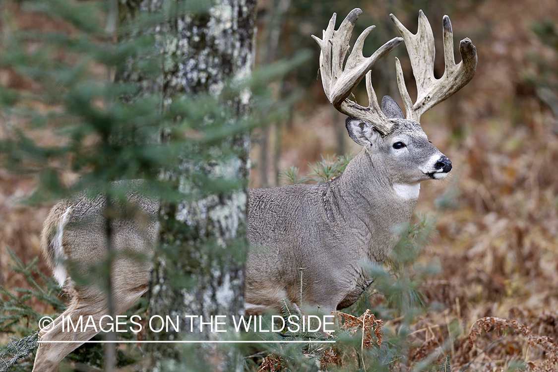 White-tailed buck in rut.