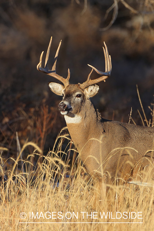 White-tailed buck in habitat.