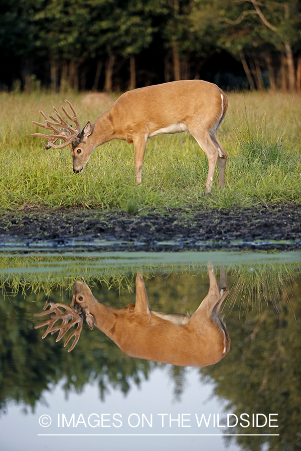 White-tailed Buck in Velvet by spring.