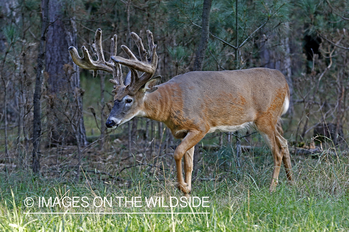 Big white-tailed buck in habitat.