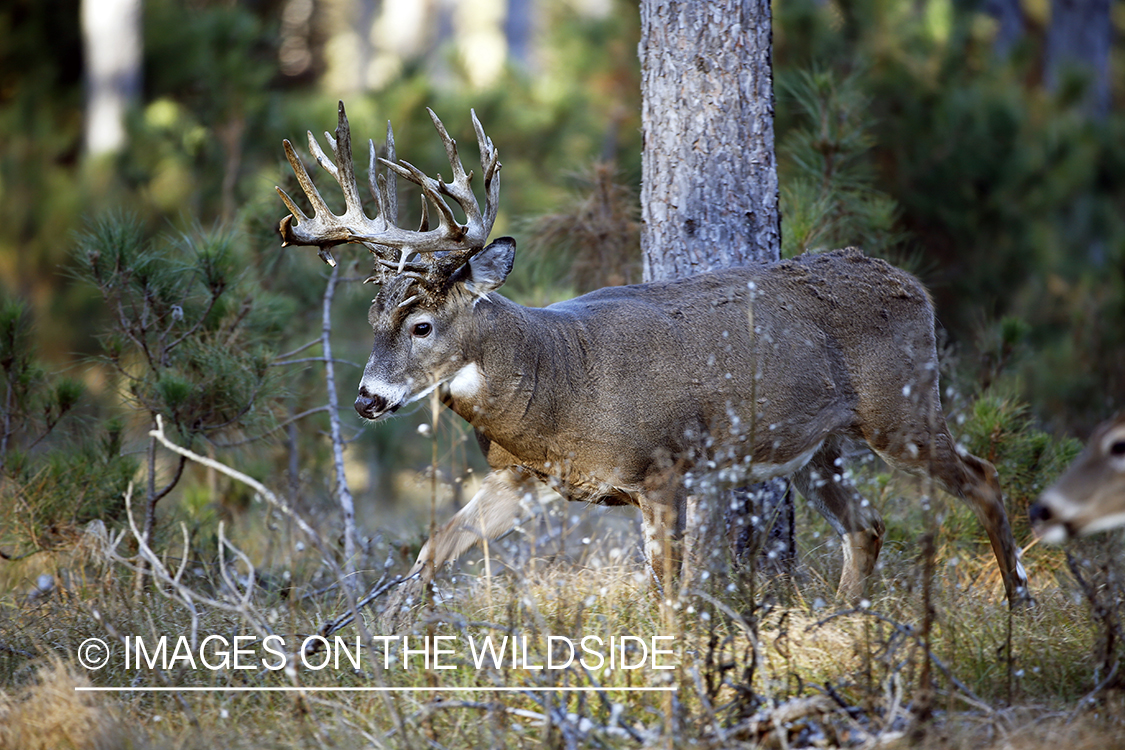 White-tailed buck in woods.