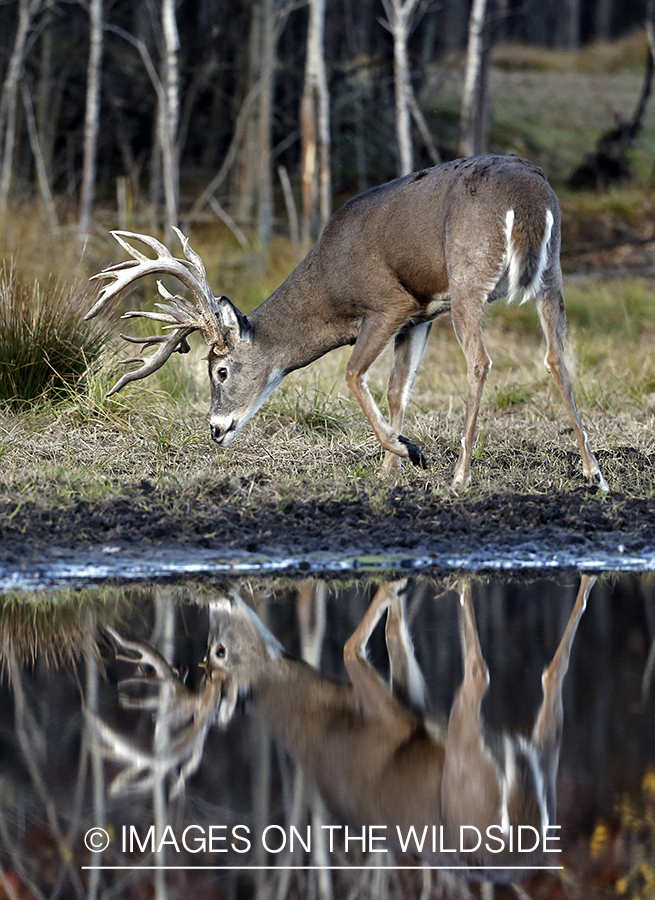 White-tailed buck with reflection in water.