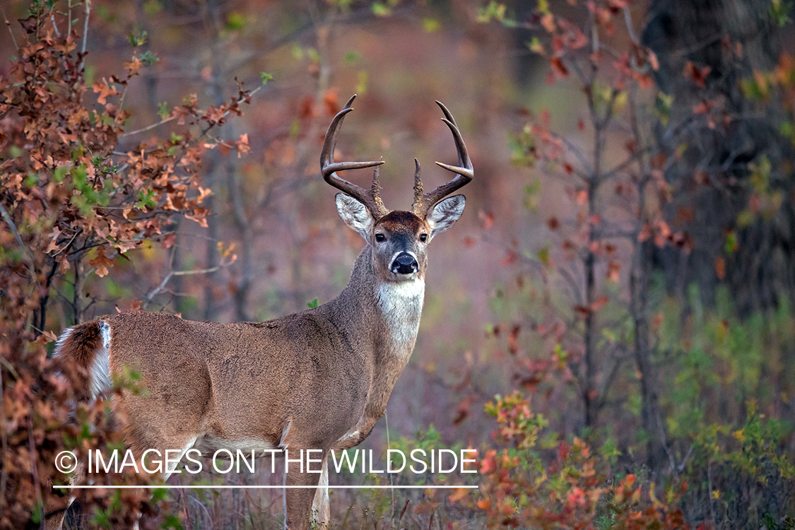 White-tailed buck in habitat.