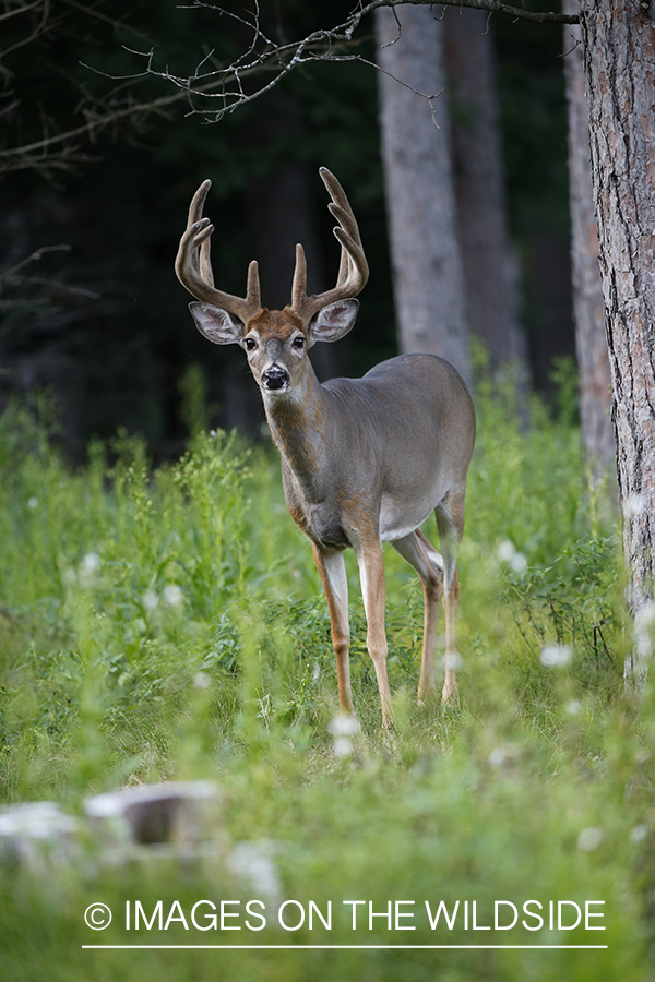 White-tailed buck in velvet.