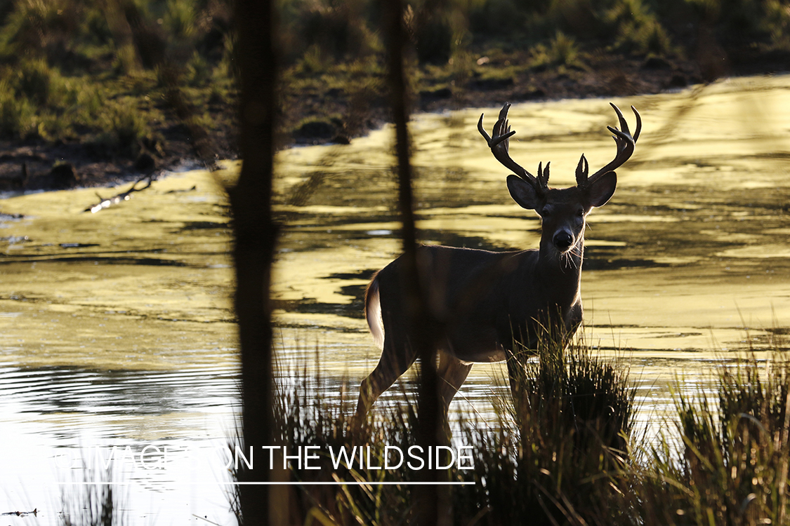 White-tailed buck at waters edge.