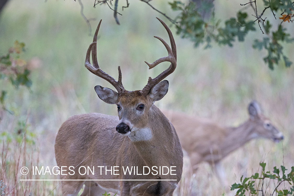 White-tailed buck in rut with doe.