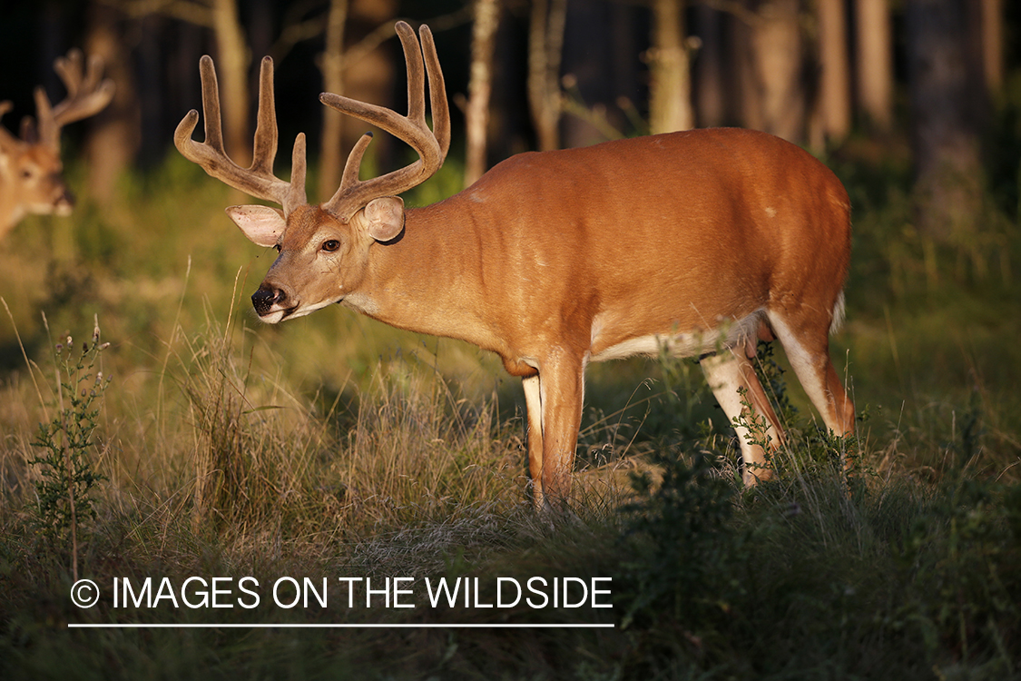 White-tailed buck in field.