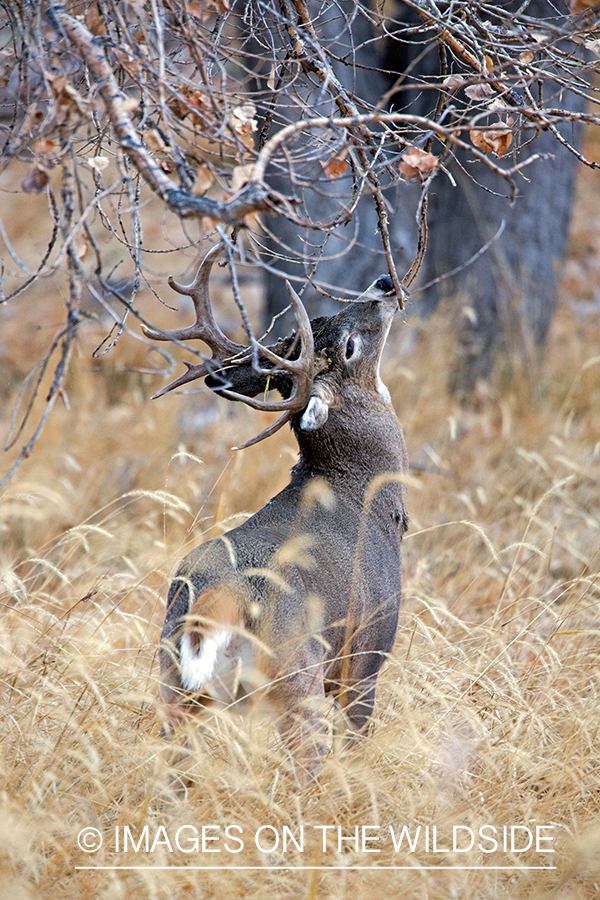 White-tailed buck making scrape.