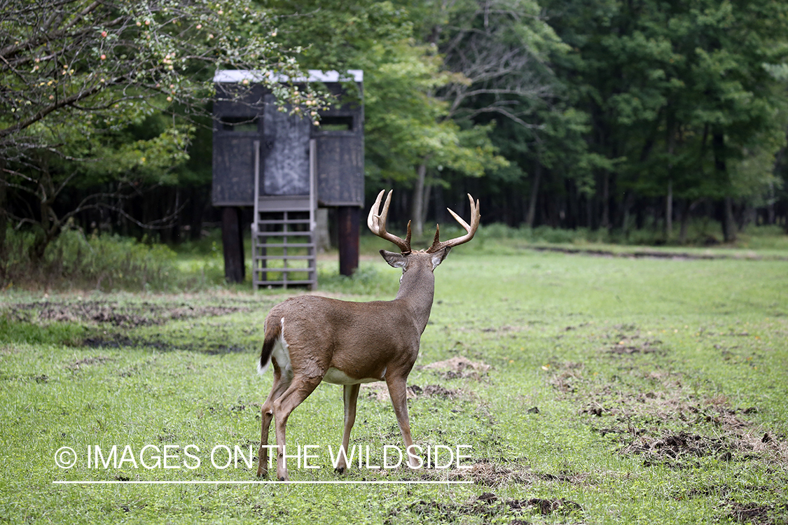 White-tailed buck in the rut.