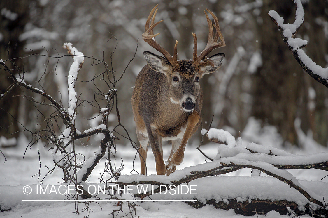 White-tailed buck in the rut.