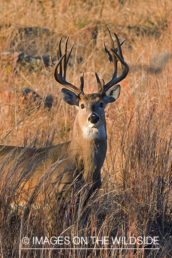 White-tailed buck in field.