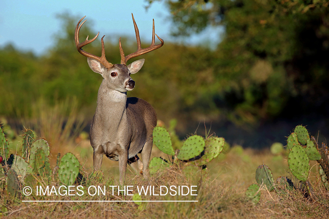 White-tailed buck in the Rut.