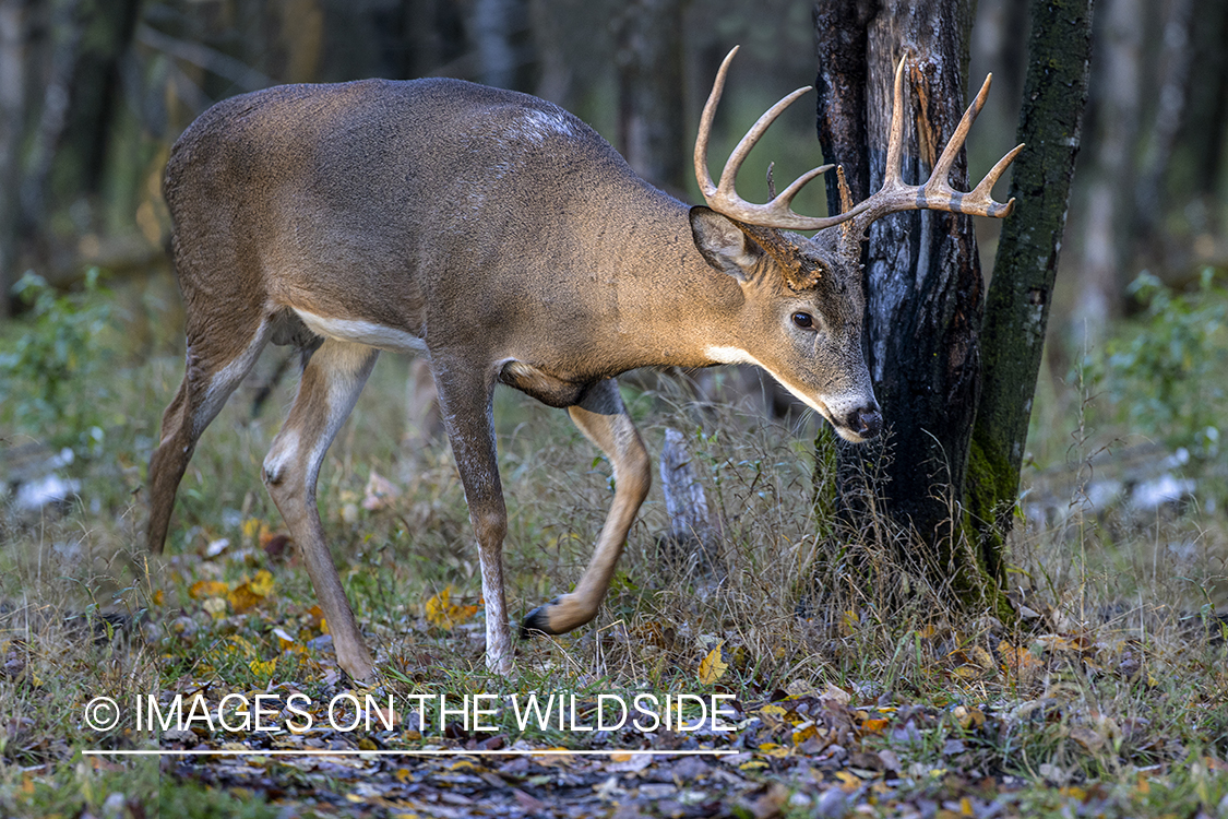 White-tailed buck in field.