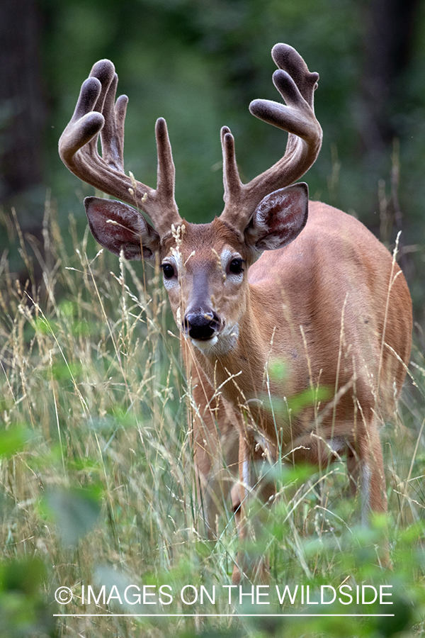 White-tailed buck in Velvet.