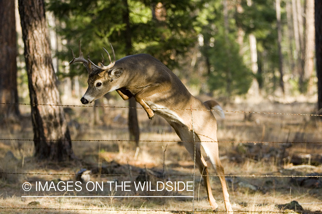 White-tailed buck in habitat.