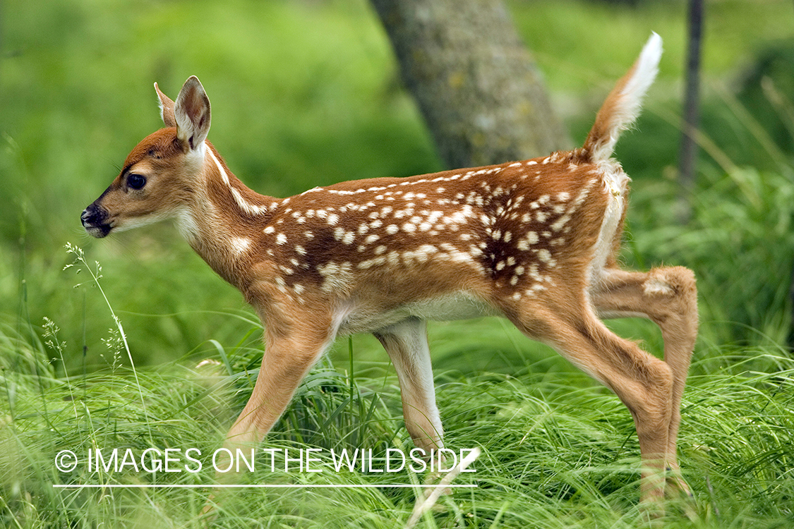 White-tailed fawn in habitat