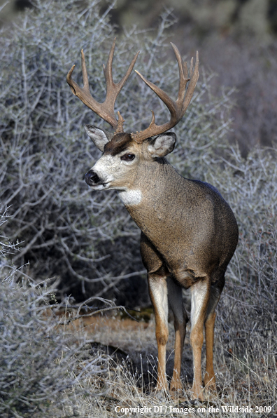 Blacktail buck in habitat.