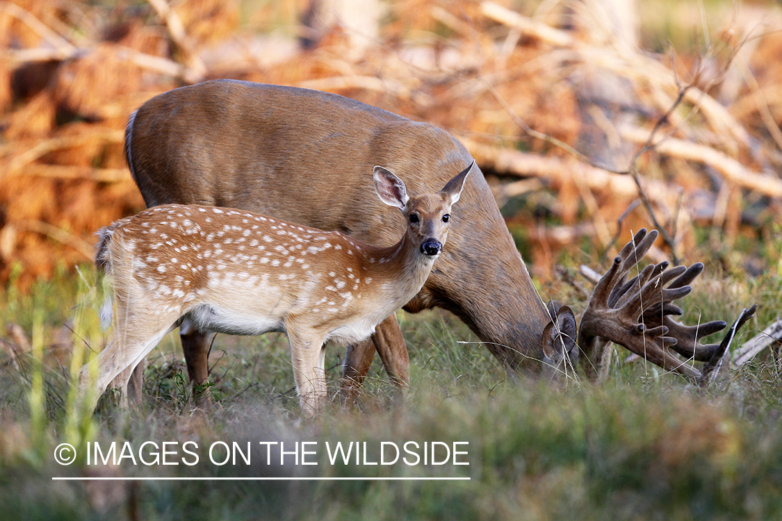 White-tailed fawn with buck. 