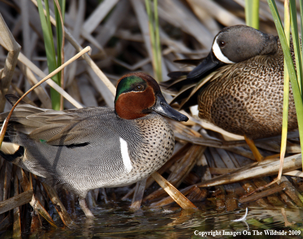 Green-Winged Teal and Blue-Winged Teal Ducks