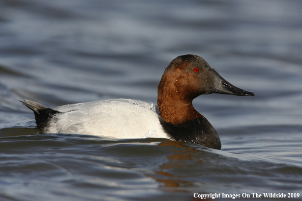 Canvasback Drake