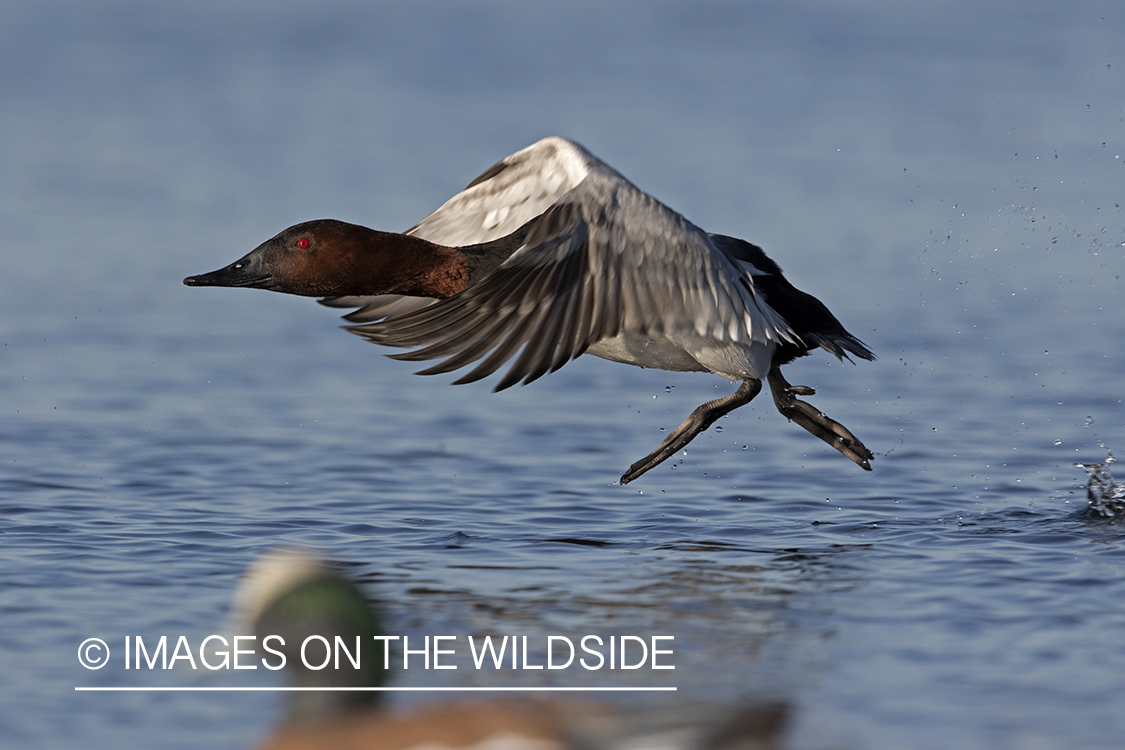 Canvasback in flight.