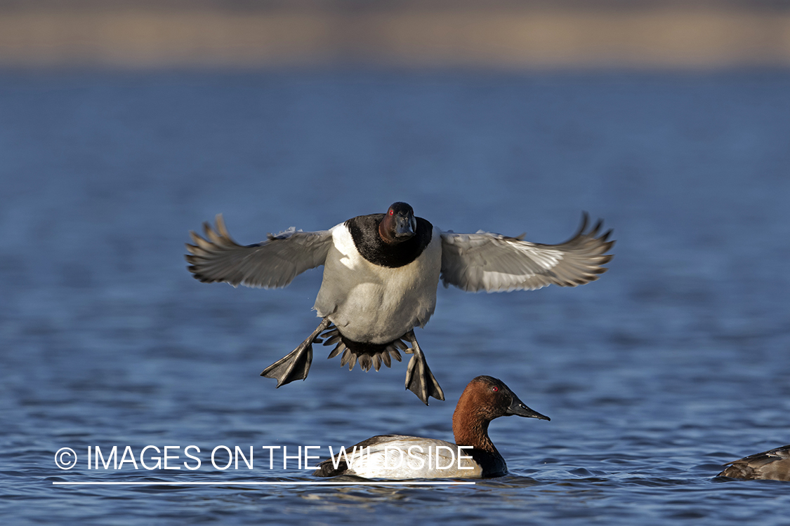 Canvasback drake in flight.