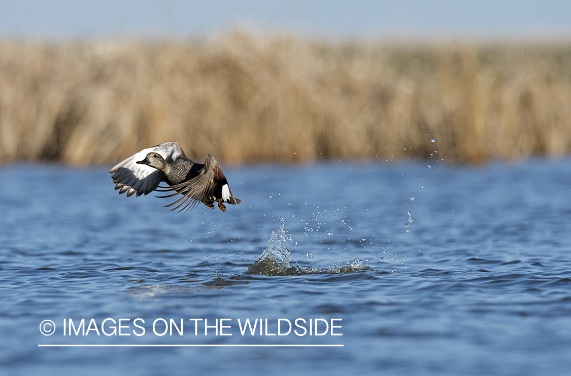 Gadwall in flight.