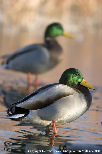 Mallards standing in pond.