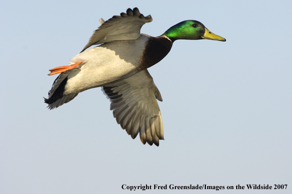 Mallard duck