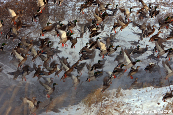 Mallard Ducks/Flock