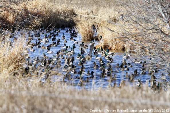 Large flock of mallards in habitat. 