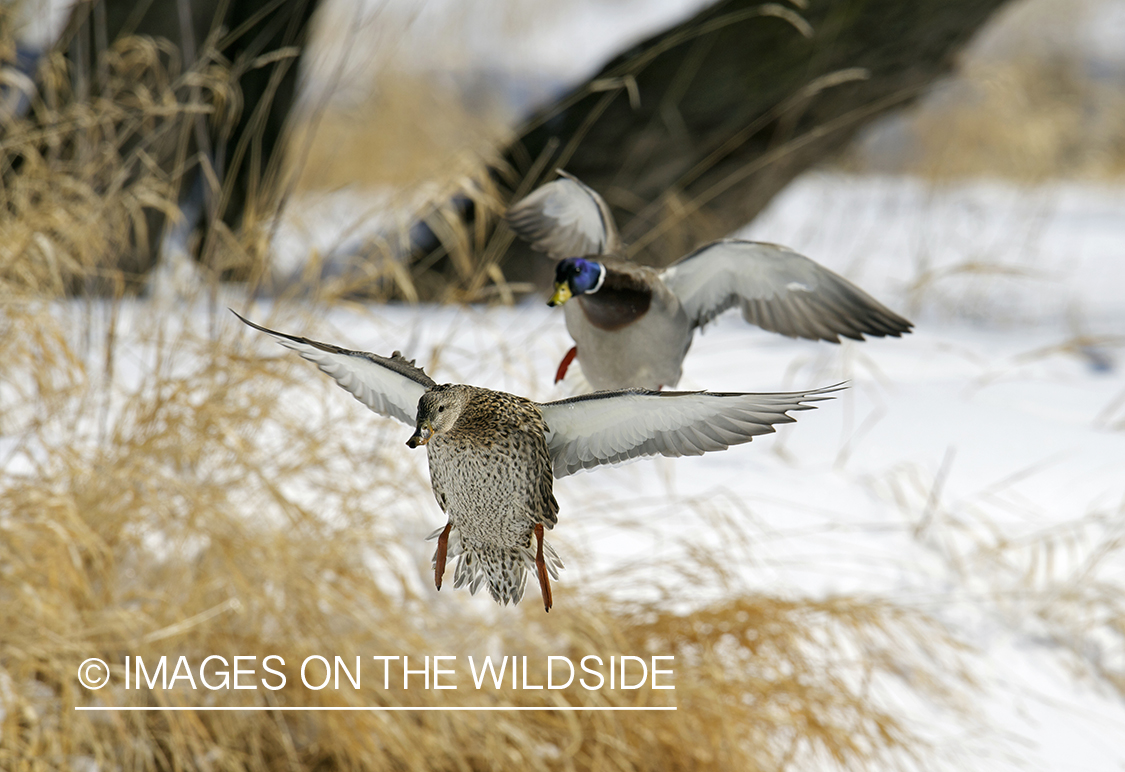 Mallard ducks in flight.