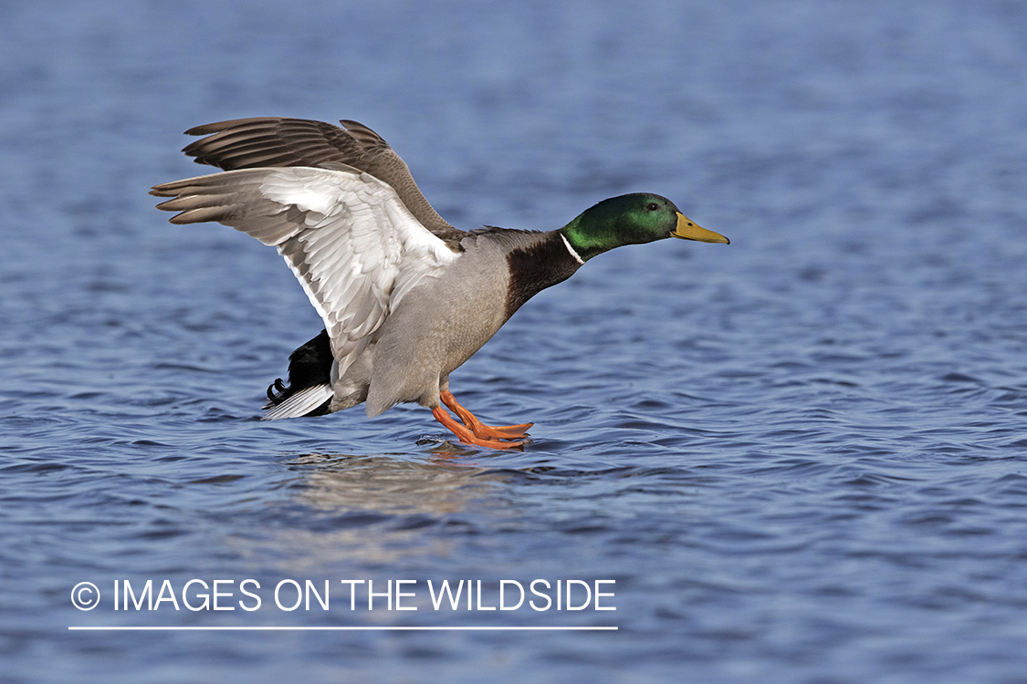 Mallard drake in flight.